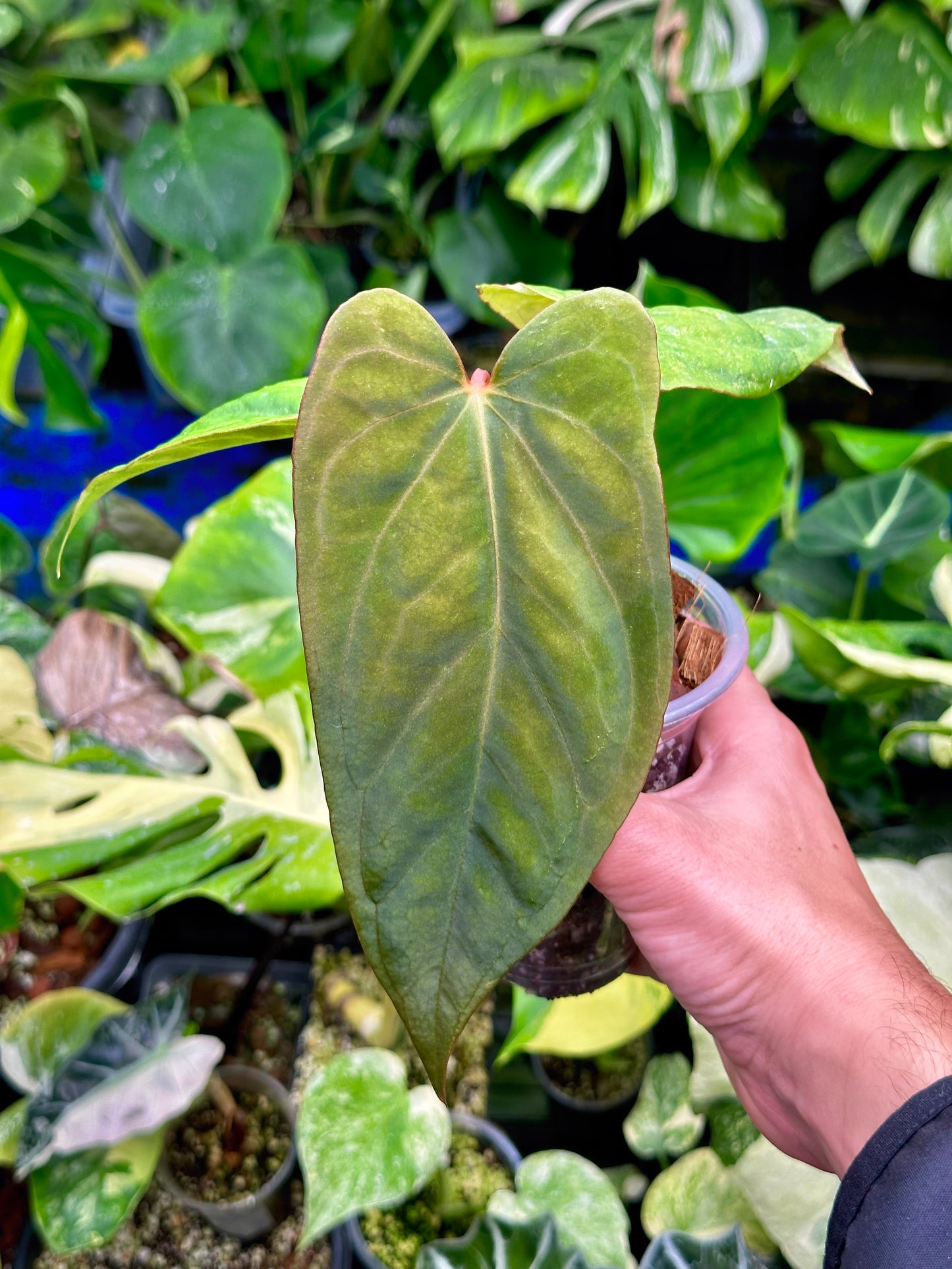 Anthurium Dressleri X Papi Fort Shertman