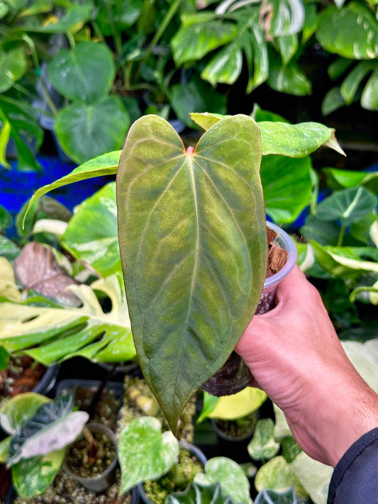 Anthurium Dressleri X Papi Fort Shertman