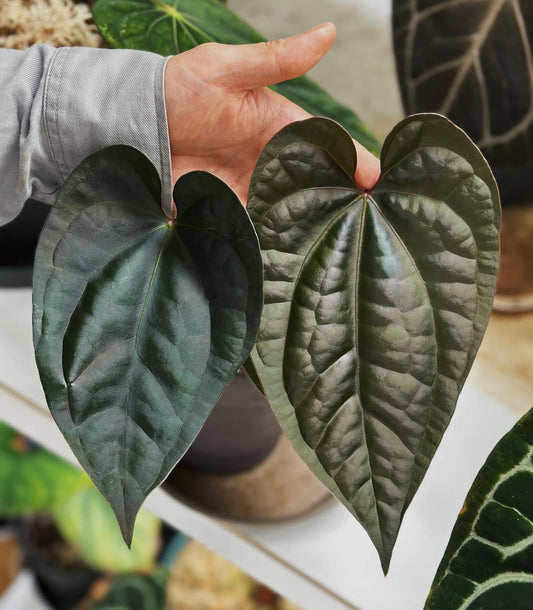Anthurium ace of Spades X Luxurians TC Précommande