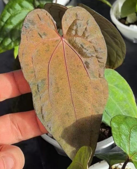 Anthurium Dark Phoenix Var TC Précommande