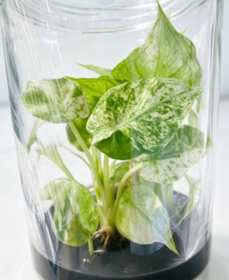 Alocasia Regal Shield Mint Var TC Précommande