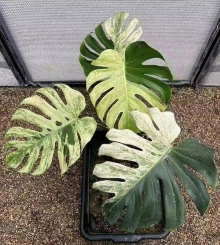 Monstera Mint TC