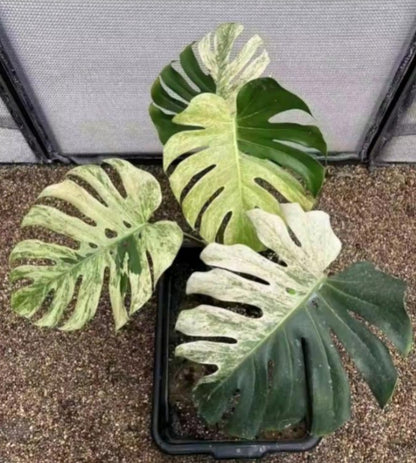 Monstera Mint TC
