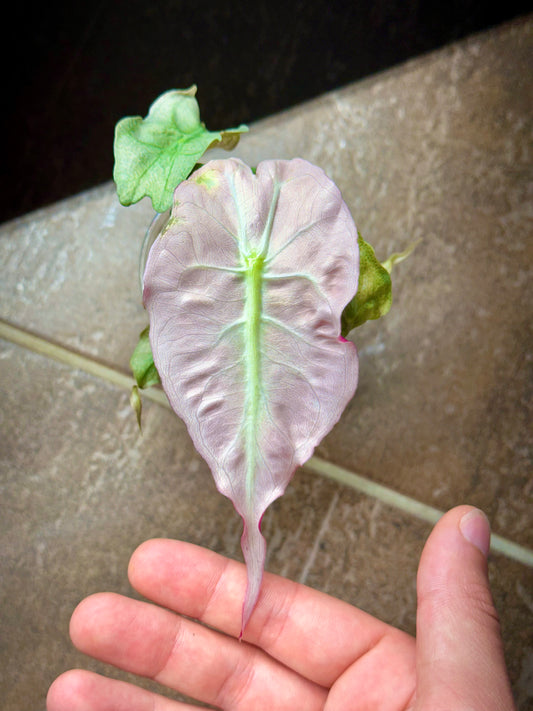 Alocasia Venom Pink Mint Variegata