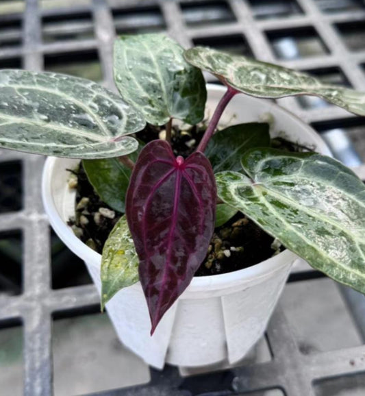 Anthurium purple crystallinum TC