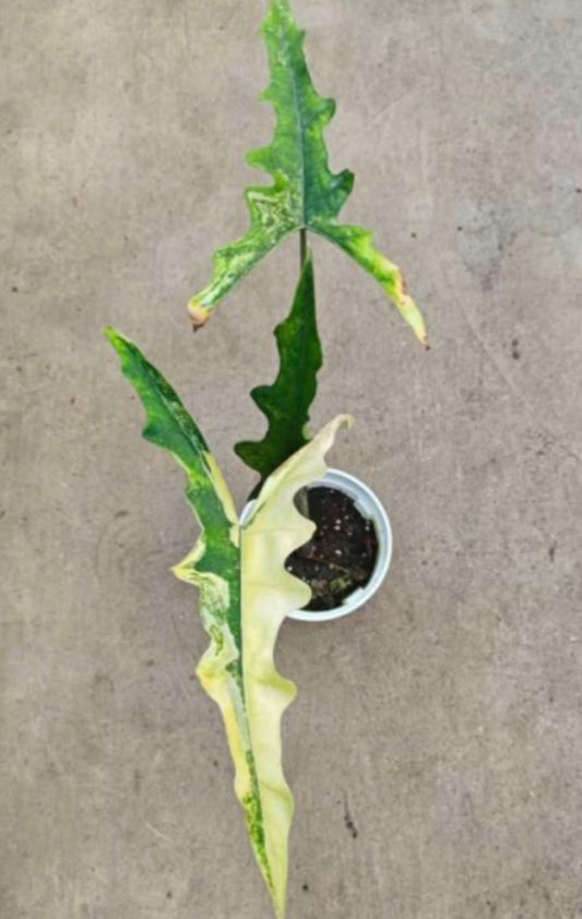Alocasia Sabrina Aurea Var TC Précommande