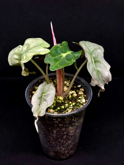 Alocasia Venom Pink Mint Variegata