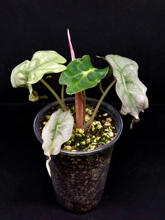 Alocasia Venom Pink Mint Variegata