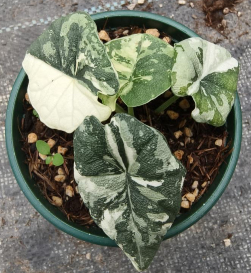Alocasia Melo Albo Var TC Précommande
