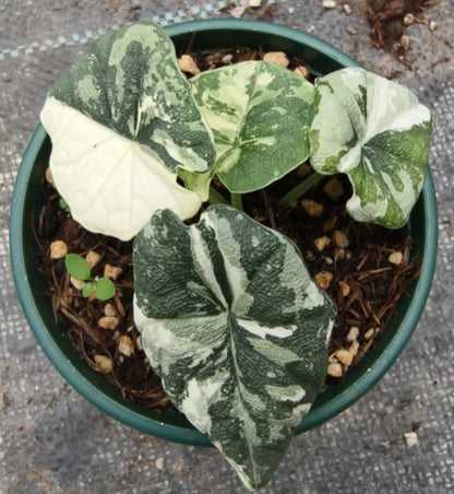 Alocasia Melo Albo Var TC Précommande