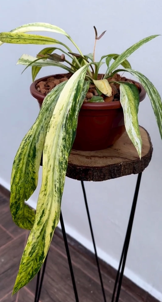 Anthurium Vittarifolium Var TC Précommande