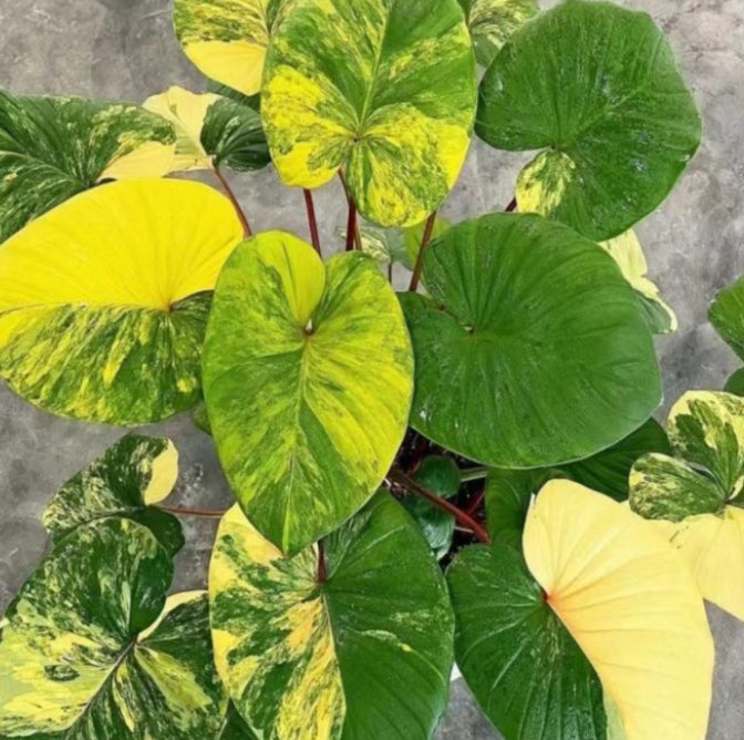 Homalomena Rubescens aurea TC Précommande