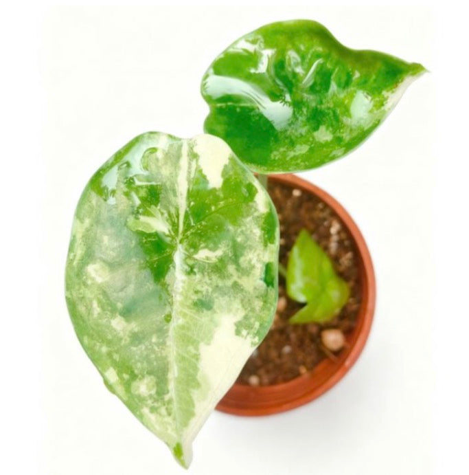 Alocasia Nébula Albo Var TC Précommande