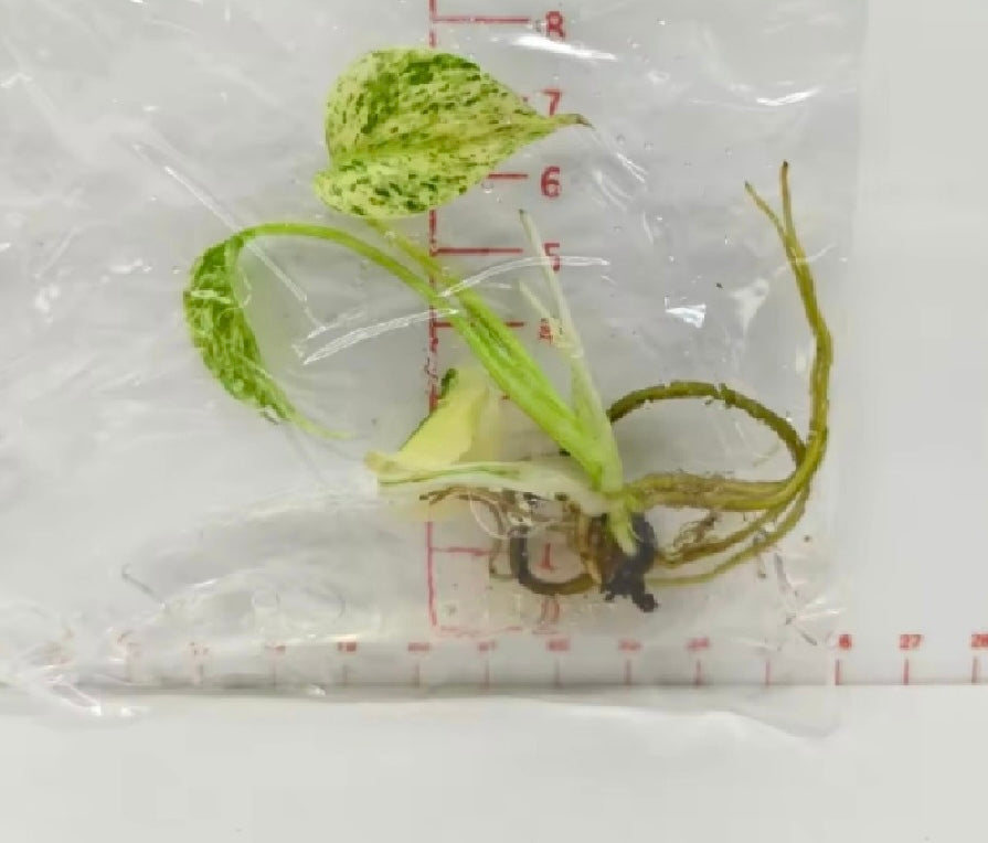 Monstera Star Shadow TC Précommande