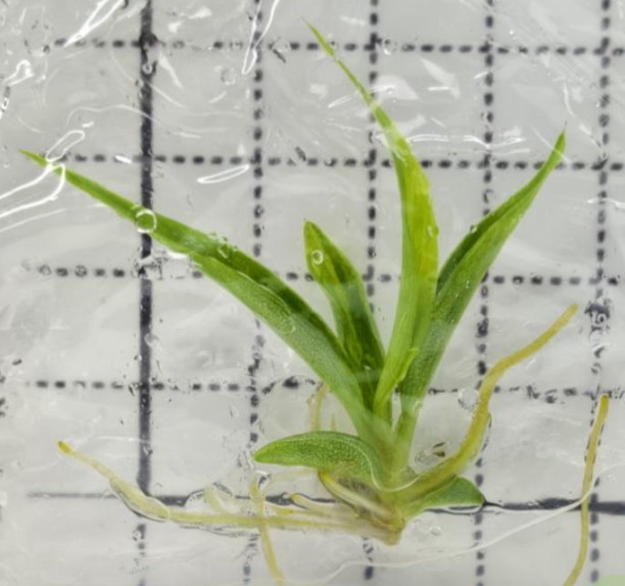 Philodendron Tortum Var TC Précommande