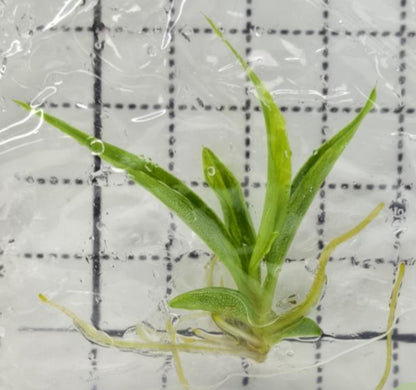 Philodendron Tortum Var TC Précommande