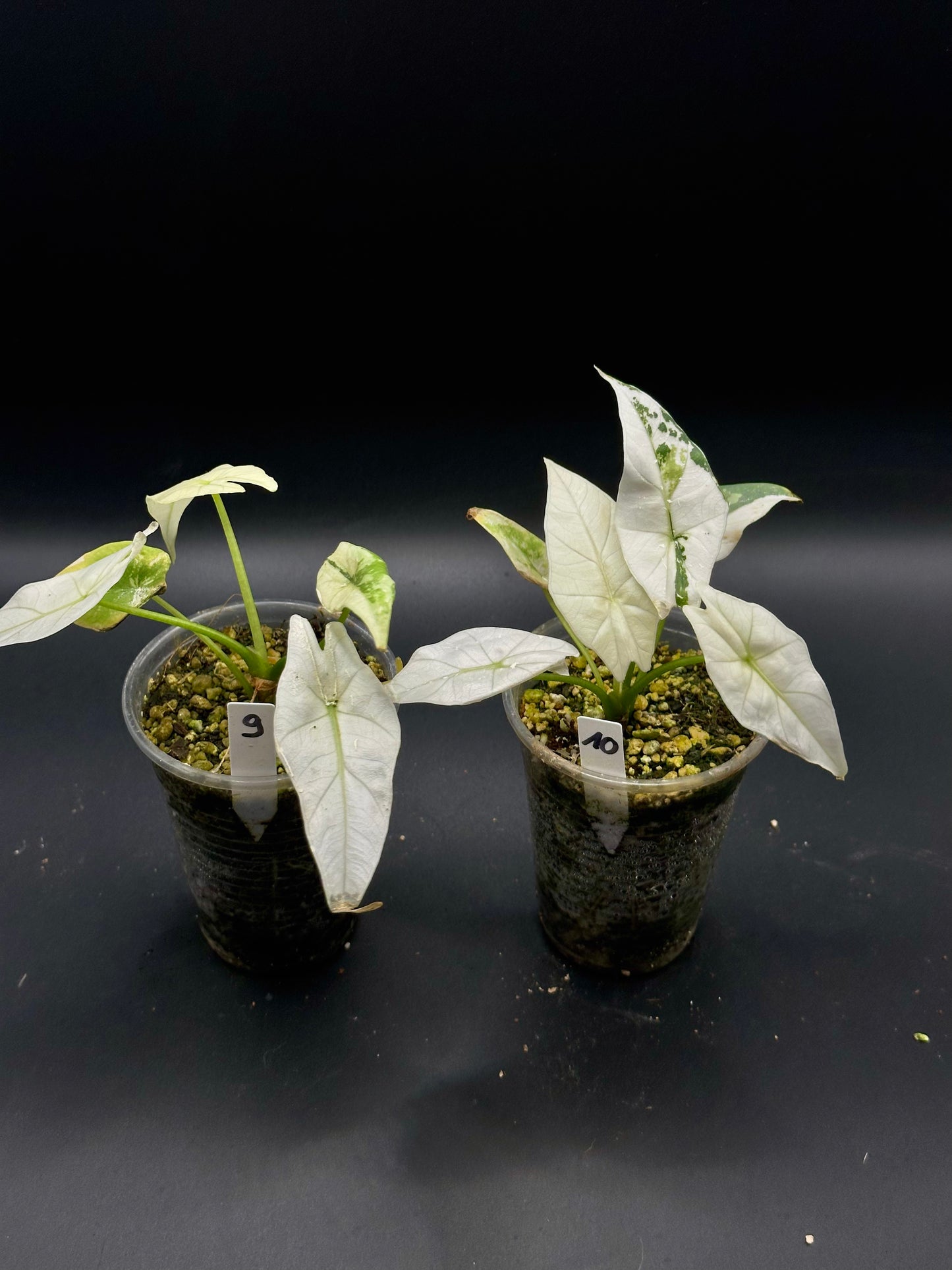 Alocasia Simpo Albo Variegata