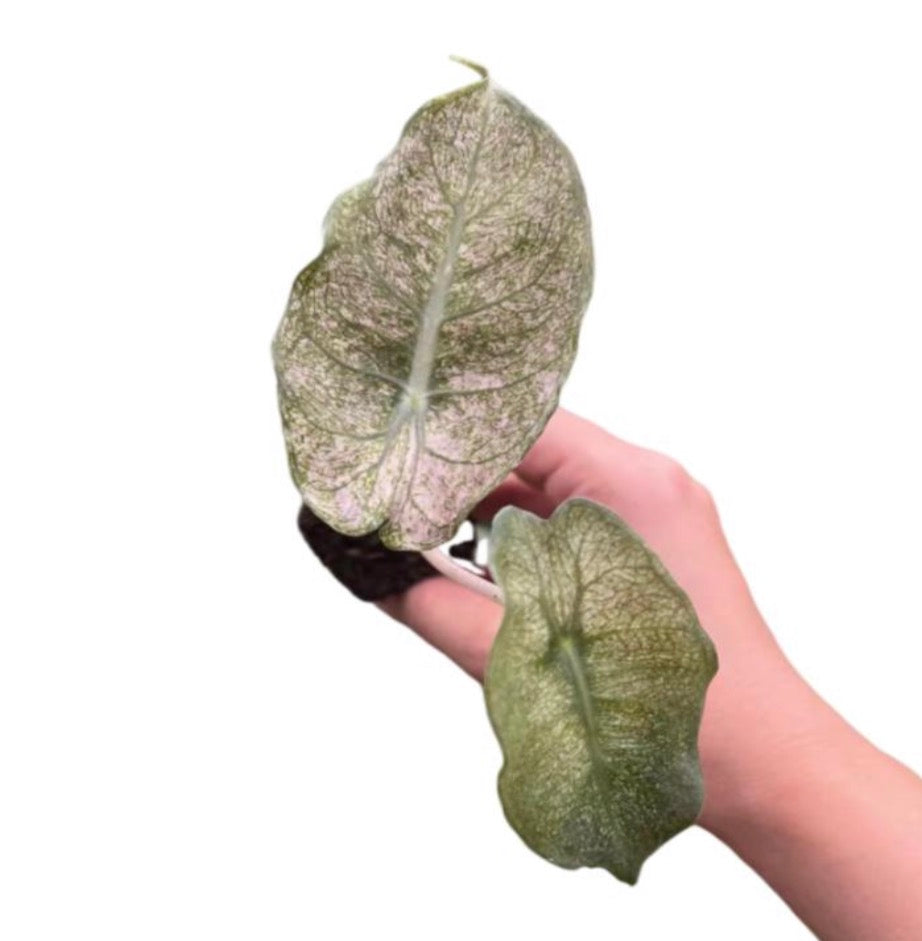 Alocasia Pink Dragon Var TC Précommande