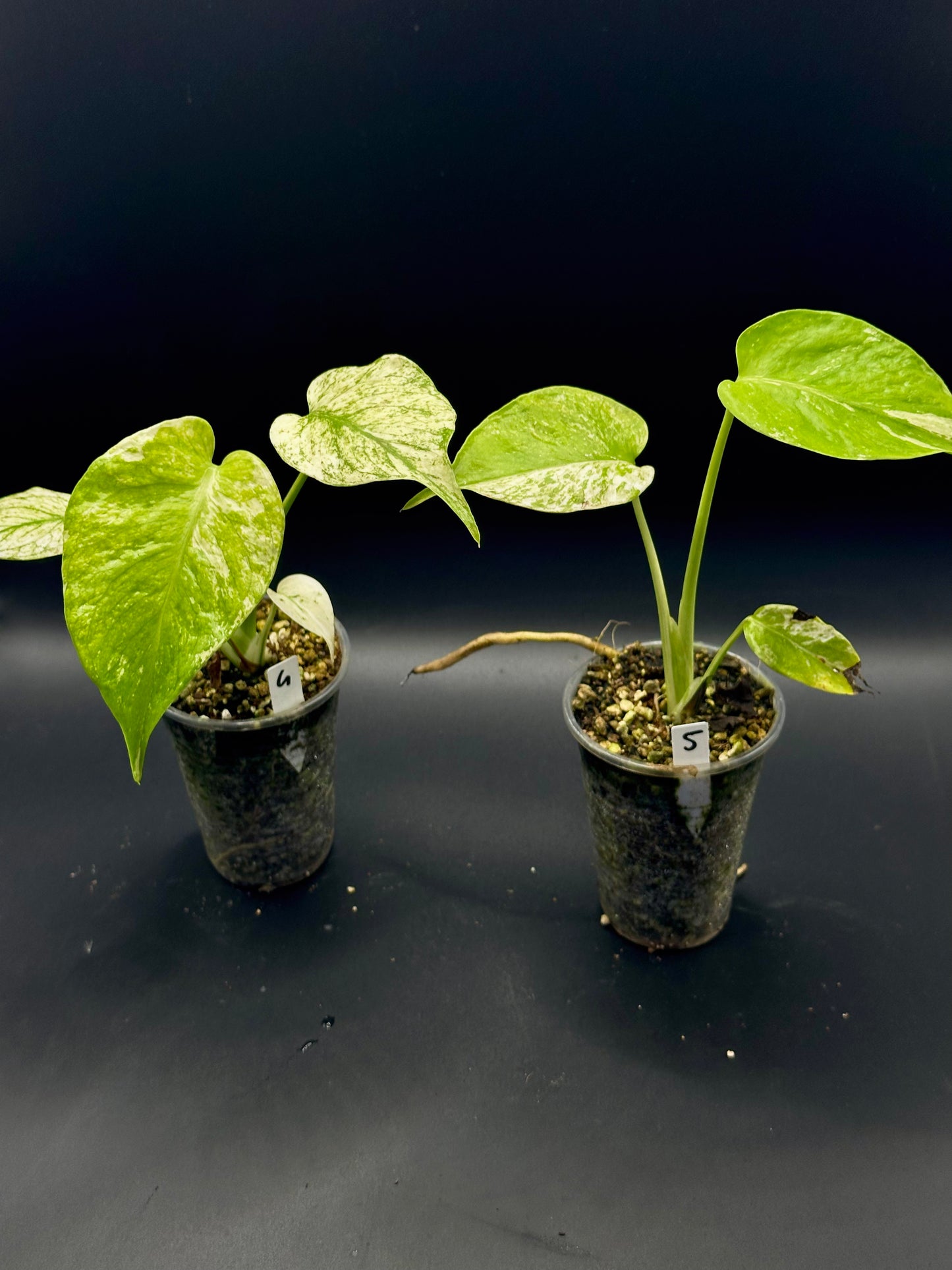 Monstera Star Shadow (sélection de White monster)