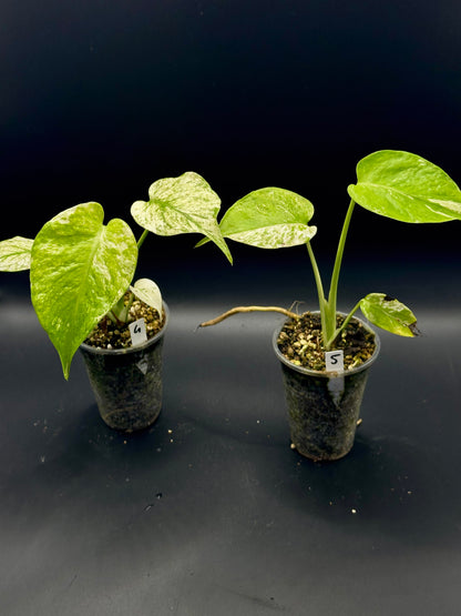 Monstera Star Shadow (sélection de White monster)
