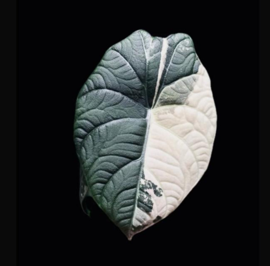 アロカシア マハラニ アルボ Alocasia Maharani Albo variegated - メルカリ