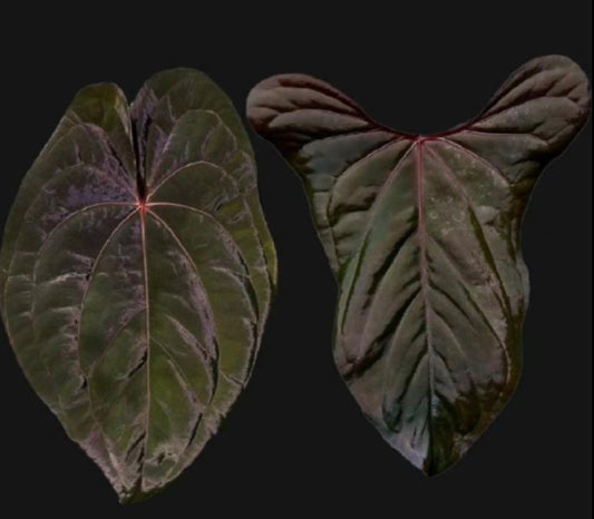 Anthurium red & dark phoenix X red & dark sweatheart