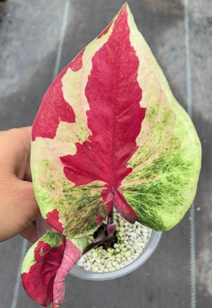 Caladium Legacy TC Précommande