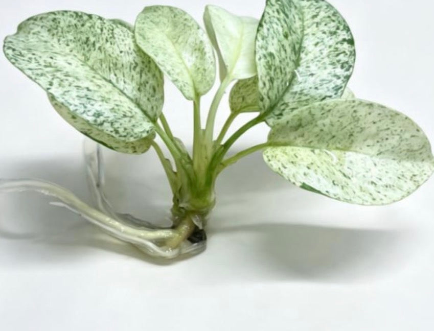 Monstera minima mint var TC précommande