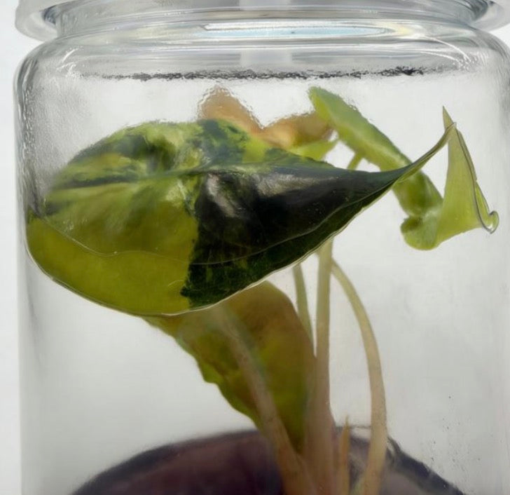 Alocasia Venom Aurea Var TC Précommande