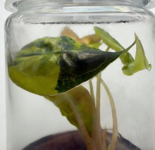 Alocasia Venom Aurea Var TC Précommande