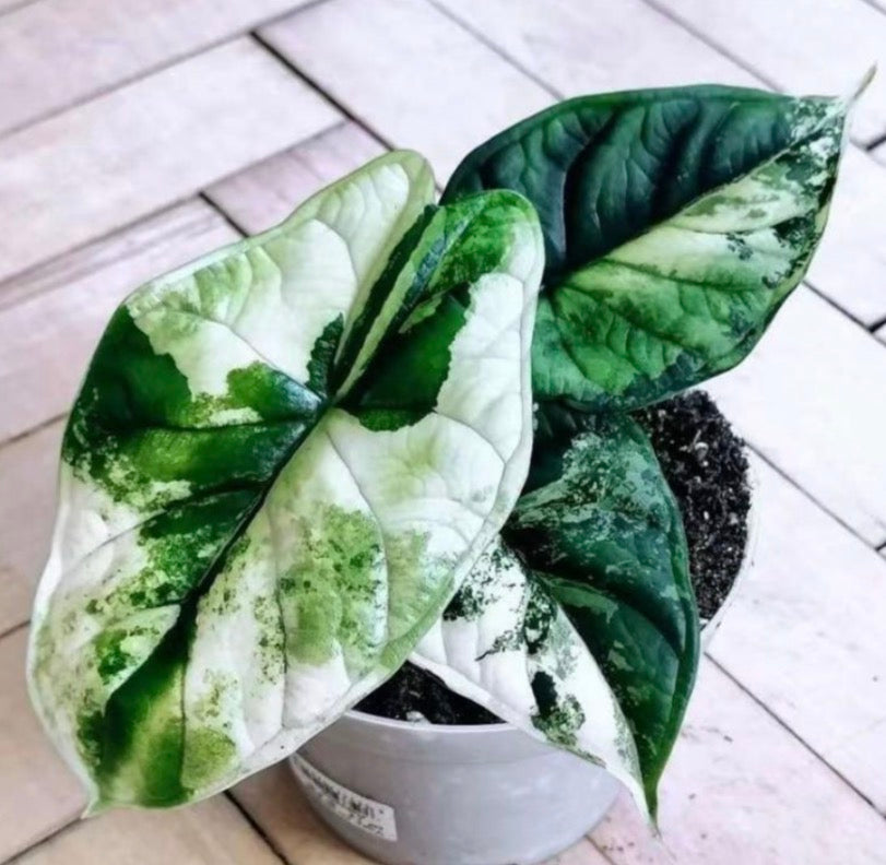Alocasia Dragon Scale Albo Var TC Précommande
