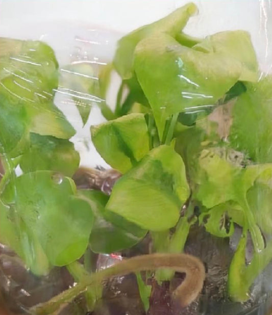 Monstera Melancholy (Agnell)