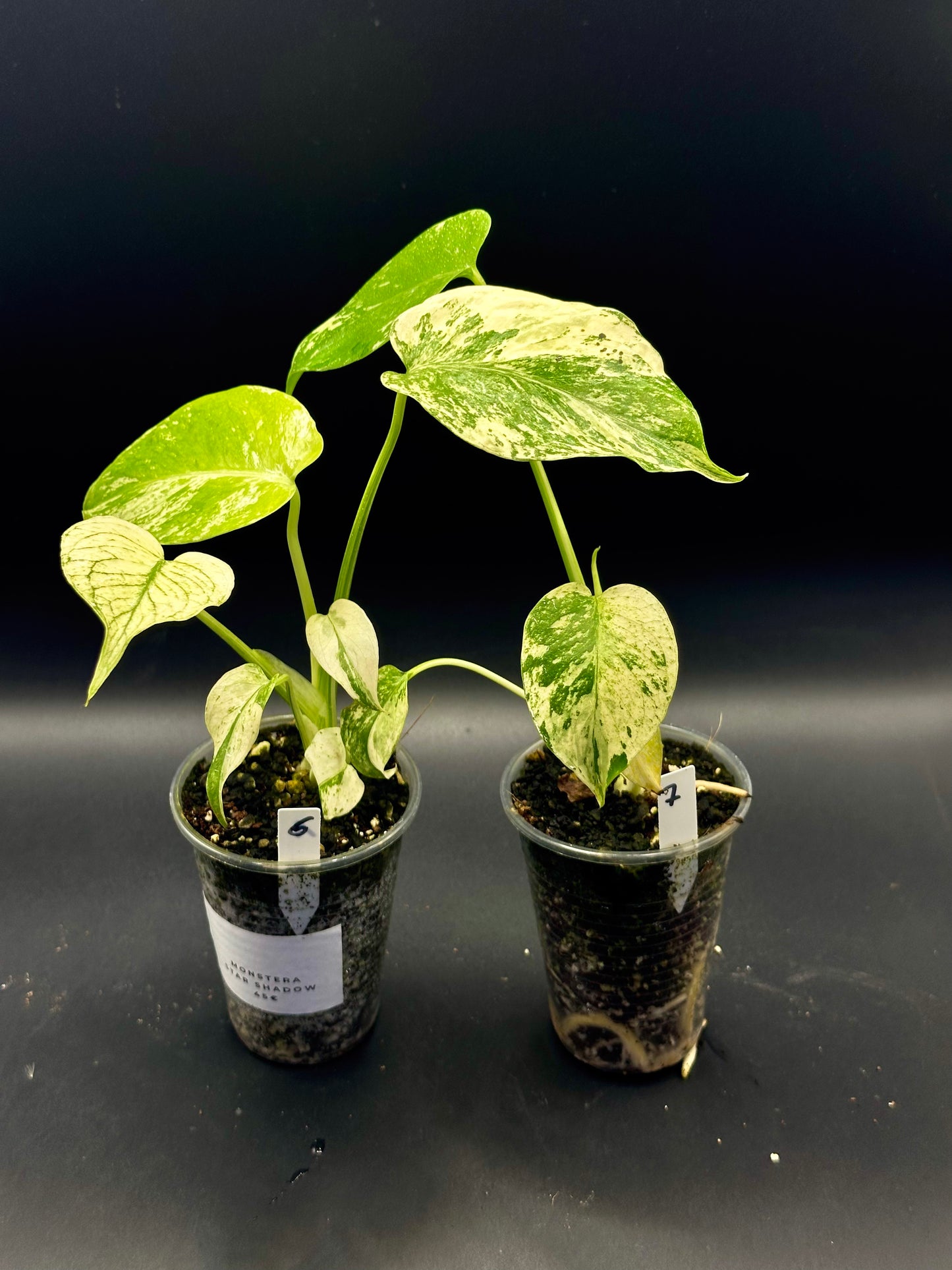 Monstera Star Shadow (sélection de White monster)