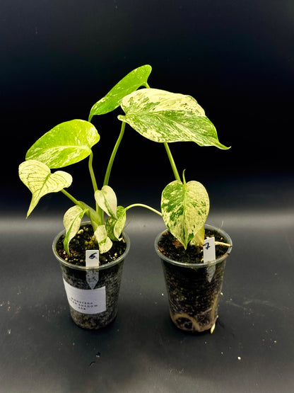Monstera Star Shadow (sélection de White monster)