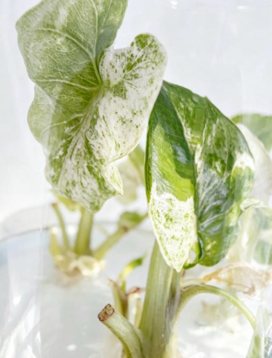 Alocasia Odola X Black Stem var TC Précommande