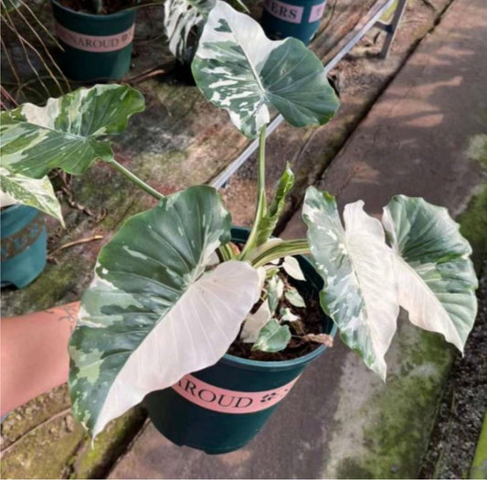 Alocasia Okinawa Silver Variegata TC précommande