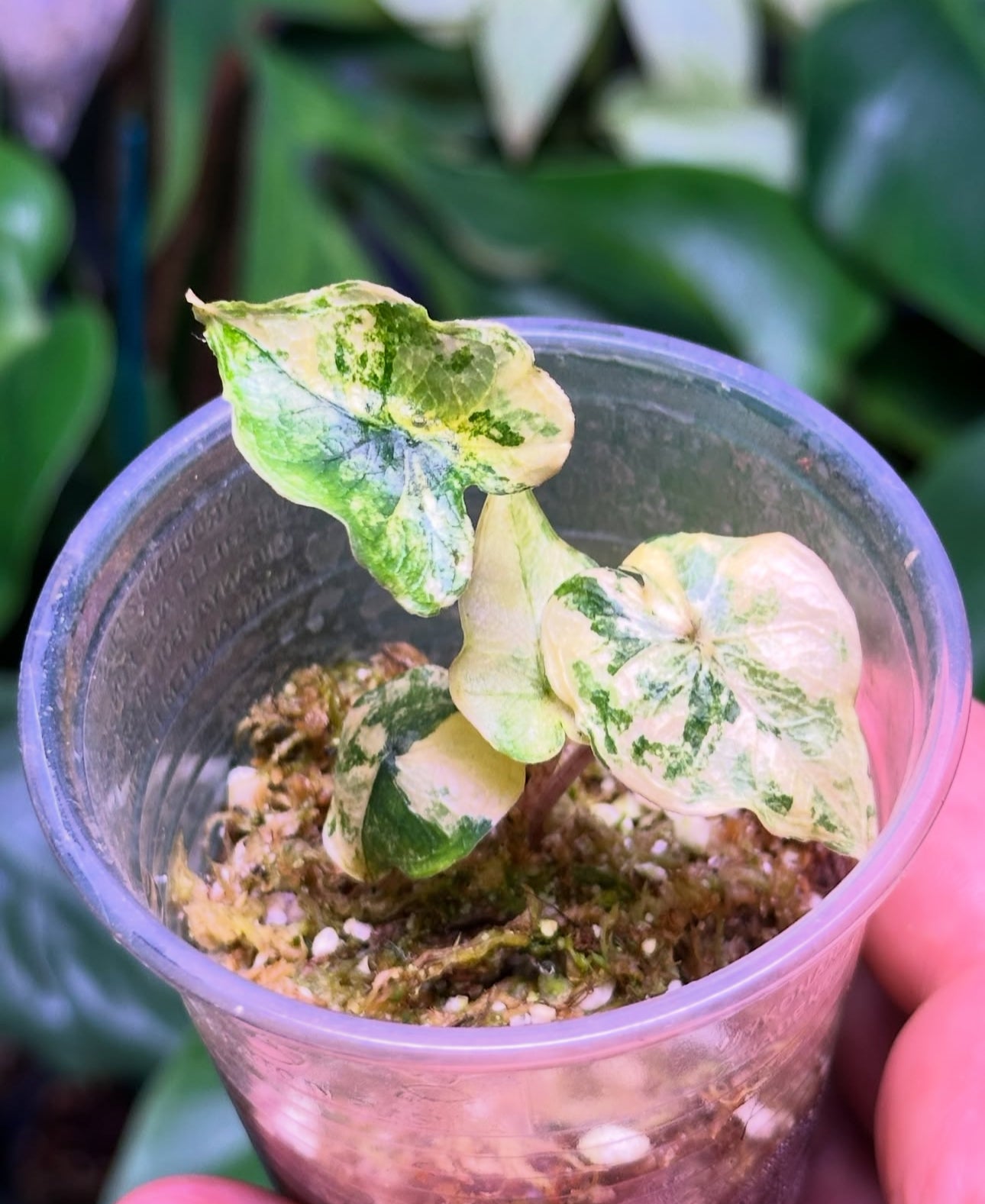 Alocasia Jacklyn Var TC Précommande