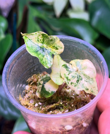 Alocasia Jacklyn Var TC Précommande