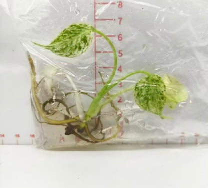 Monstera Star Shadow TC Précommande