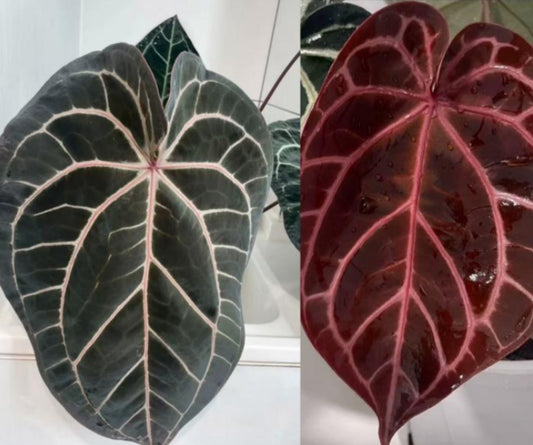Anthurium Wonderboy X Michelle TC Précommande
