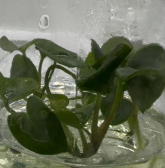 Anthurium Black Magic TC Précommande
