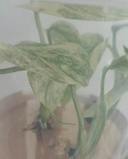 Monstera Legacy TC Précommande