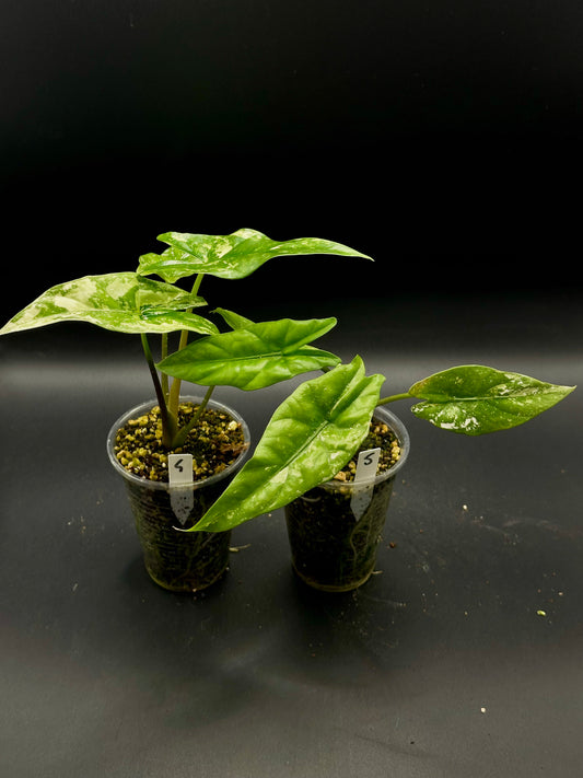 Alocasia Simpo Albo Variegata