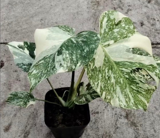 Monstera Golden Sands TC précommande