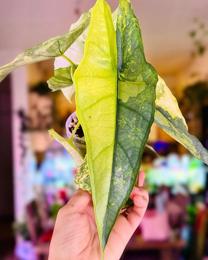 Alocasia Dragon Breath Aurea Var TC Précommande