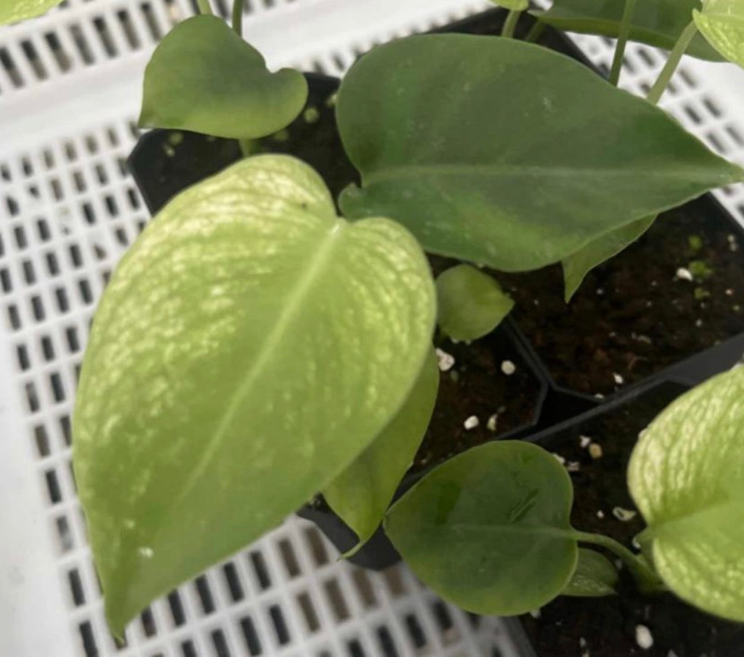 Monstera Devil Monster