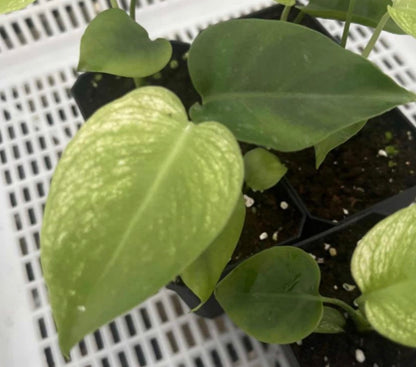 Monstera Devil Monster TC précommande