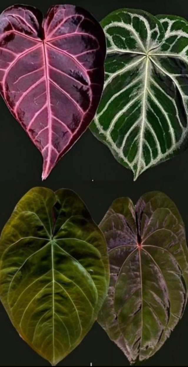 Anthurium Wa-FTG X Dorayaki TC précommande