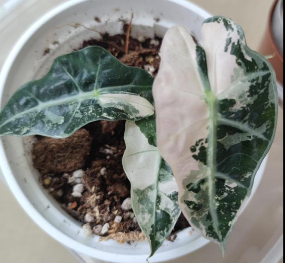 Alocasia Polly Pink Snowflake (High Var) TC Précommande