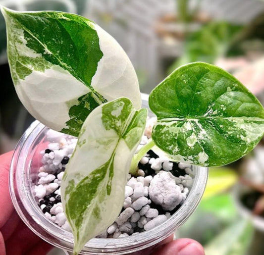 Alocasia Silver Dragon White Var TC Précommande